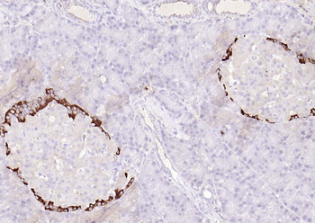 Streptavidin, HRP conjugated