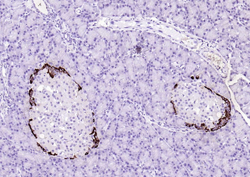 Streptavidin, HRP conjugated