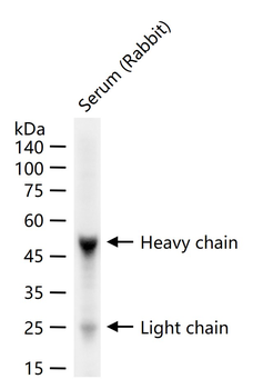 Goat Anti-Rabbit IgG H&L