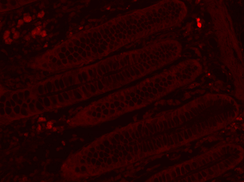 Goat Anti-Mouse IgG H&L, Cy5 conjugated