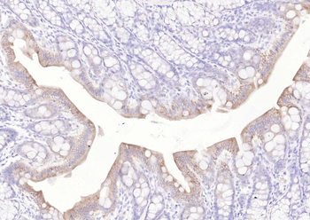 Goat Anti-Mouse IgG H&L, Biotin conjugated