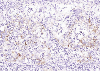 Goat Anti-Mouse IgG H&L, Biotin conjugated