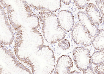 Goat Anti-Mouse IgG H&L, Biotin conjugated