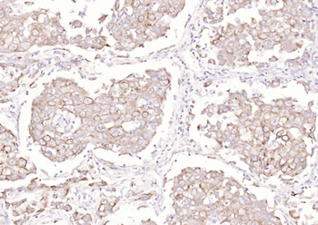 Goat Anti-Mouse IgG H&L, Biotin conjugated