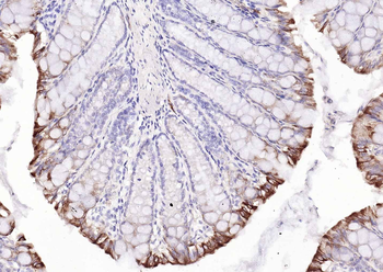 Goat Anti-Mouse IgG H&L, Biotin conjugated