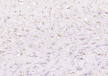 Goat Anti-Rabbit IgG H&L, Biotin conjugated