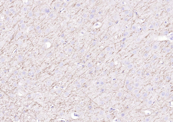Goat Anti-Rabbit IgG H&L, Biotin conjugated