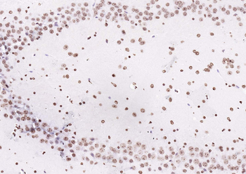 Goat Anti-Rabbit IgG H&L, Biotin conjugated