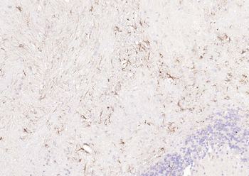 Goat Anti-Rabbit IgG H&L, Biotin conjugated