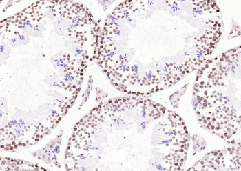 Goat Anti-Rabbit IgG H&L, Biotin conjugated
