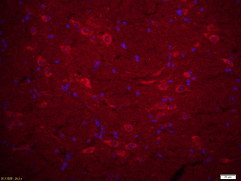 SPAG6 Rabbit Polyclonal Antibody (Cy3)