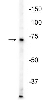 MeCP2 Antibody