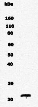 Myelin Basic Protein Antibody