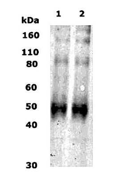 Kappa Opioid Receptor Antibody