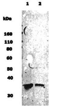 Musashi 1 Antibody