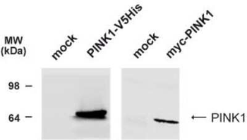 Pink1 Antibody