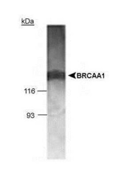BRCAA1 Antibody