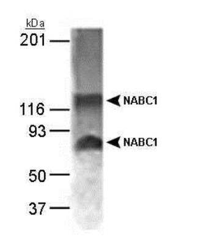 NABC1 Antibody