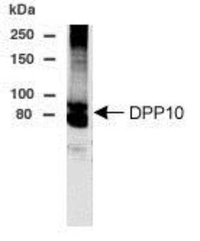 DDP10 Antibody