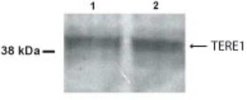 TERE1 Antibody