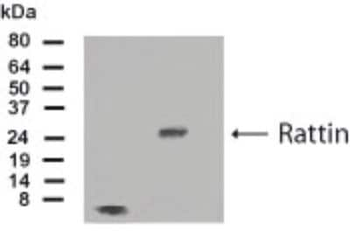 Rattin Antibody