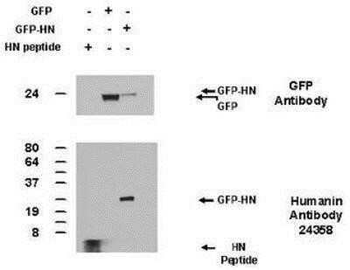 Humanin Antibody