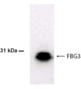 FBG3 Antibody