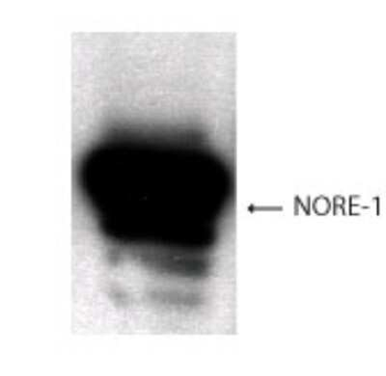 RASSF5 Antibody