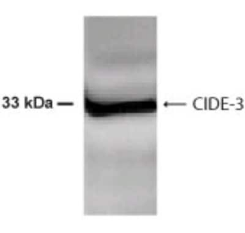 CIDE3 Antibody