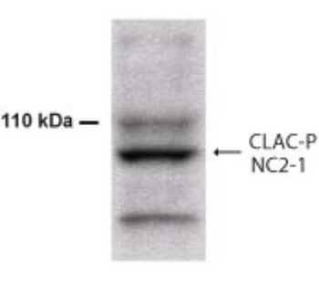 CLAC-P (NC2-1 region) Antibody