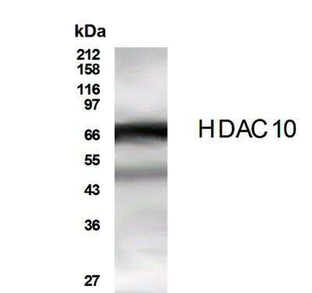 HDAC10 Antibody