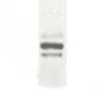 ESDN Antibody
