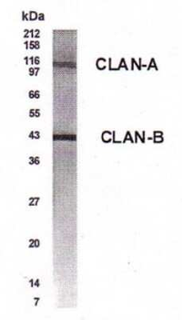 CLAN Antibody