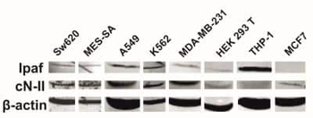 CLAN Antibody