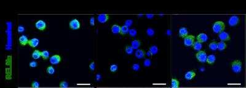 RELM alpha Antibody
