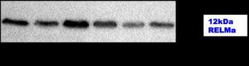 RELM alpha Antibody