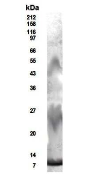 RELM beta Antibody