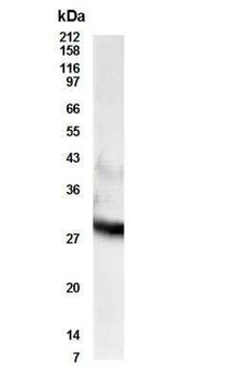 PSDR1 Antibody