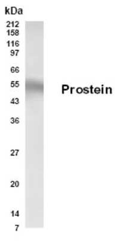 Prostein Antibody