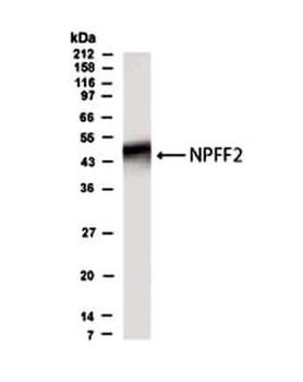 NPFF Antibody