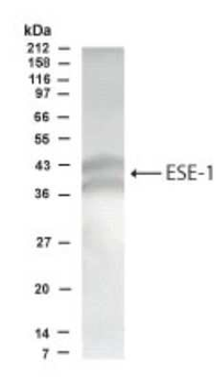 ESE1 Antibody