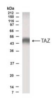 TAZ Antibody