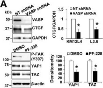 TAZ Antibody