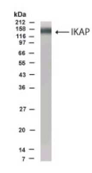 IKAP Antibody