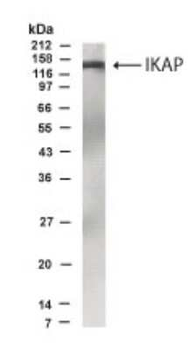 IKAP Antibody