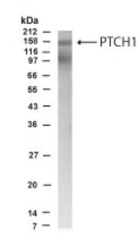 PTCH1 Antibody
