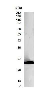 Bcl10 Antibody