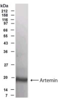 Artemin Antibody
