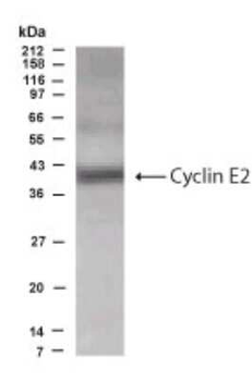 Cyclin E2 Antibody