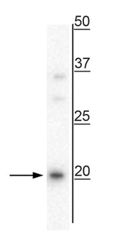 Pre-Pro-Vasopressin Antibody